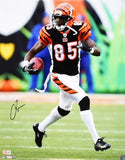 Chad Johnson Autographed Bengals 16x20 Running Photo- Beckett W Hologram *Black